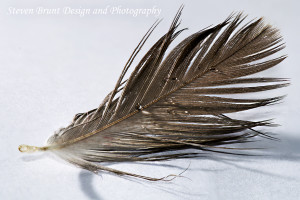 Feather